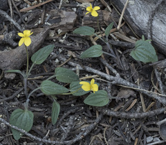 Viola purpurea integrifolia