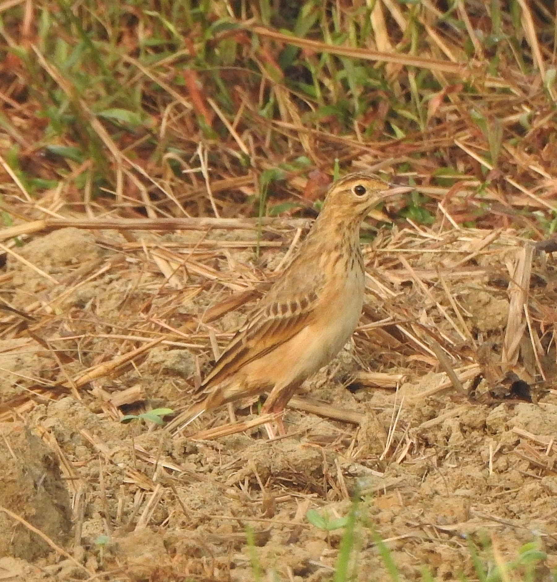 Richard's Pipit (Anthus richardi), photo 6