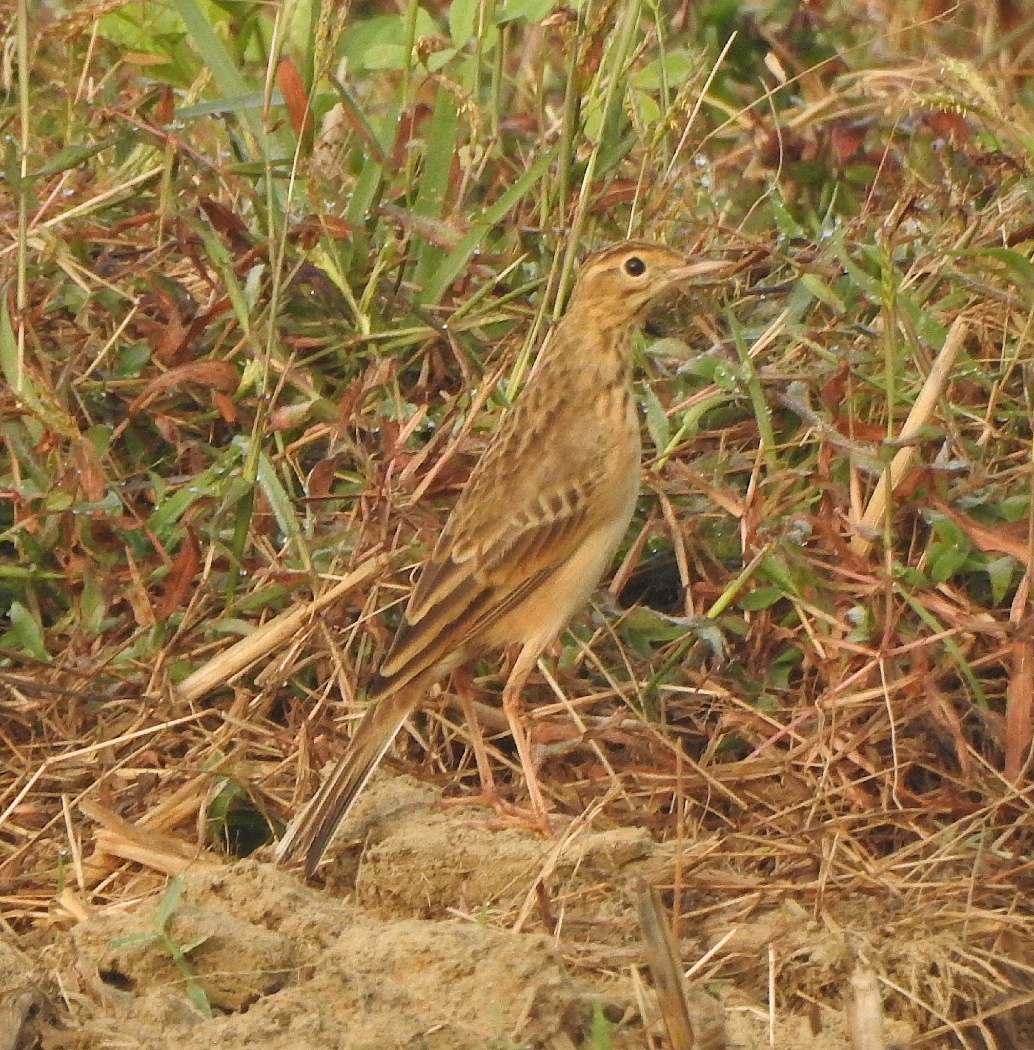 Richard's Pipit (Anthus richardi), photo 7