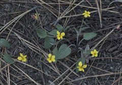Viola purpurea integrifolia