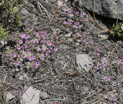 Diplacus torreyi