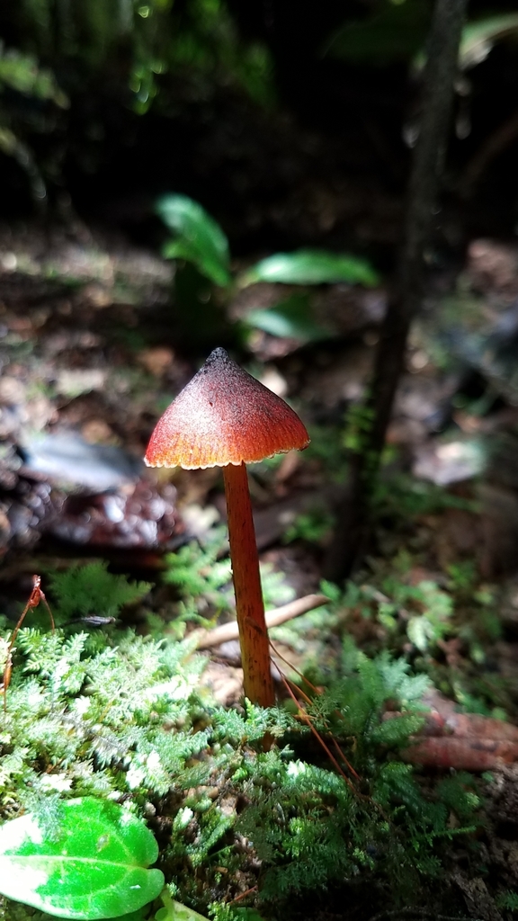 Hygrocybe conica · February 2020 · photo: © alan_rockefeller (iNaturalist, cc-by-sa)