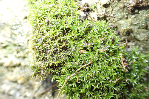 Variable Crisp-moss (Trichostomum brachydontium)