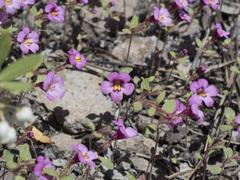 Diplacus torreyi