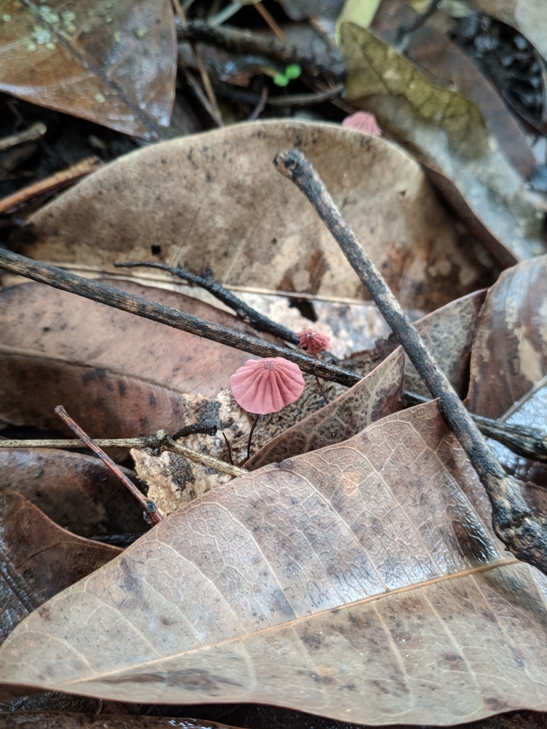 Marasmius haematocephalus · February 2020 · photo: © macelocosta (iNaturalist, cc-by)