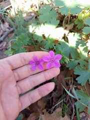 Asphodel Geranium (Geranium asphodeloides)