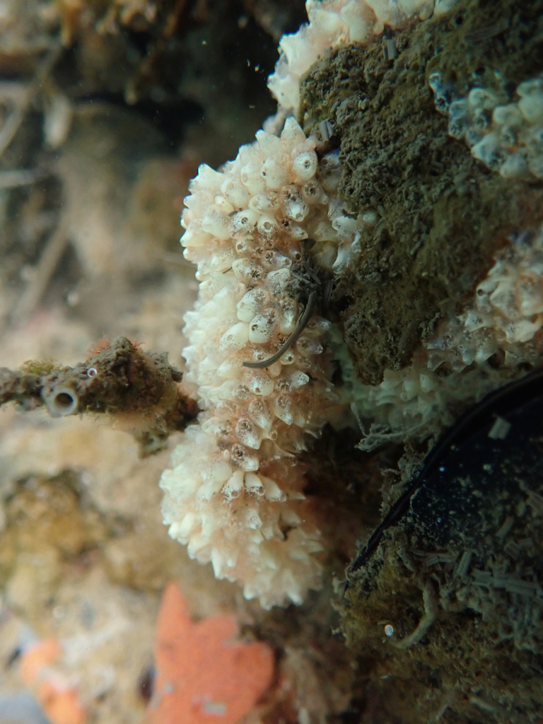 Colonial Tunicate