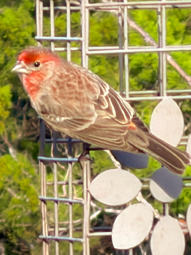 House Finch