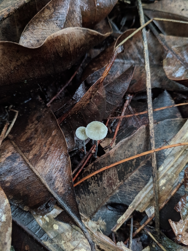 Tetrapyrgos nigripes · February 2020 · photo: © macelocosta (iNaturalist, cc-by)