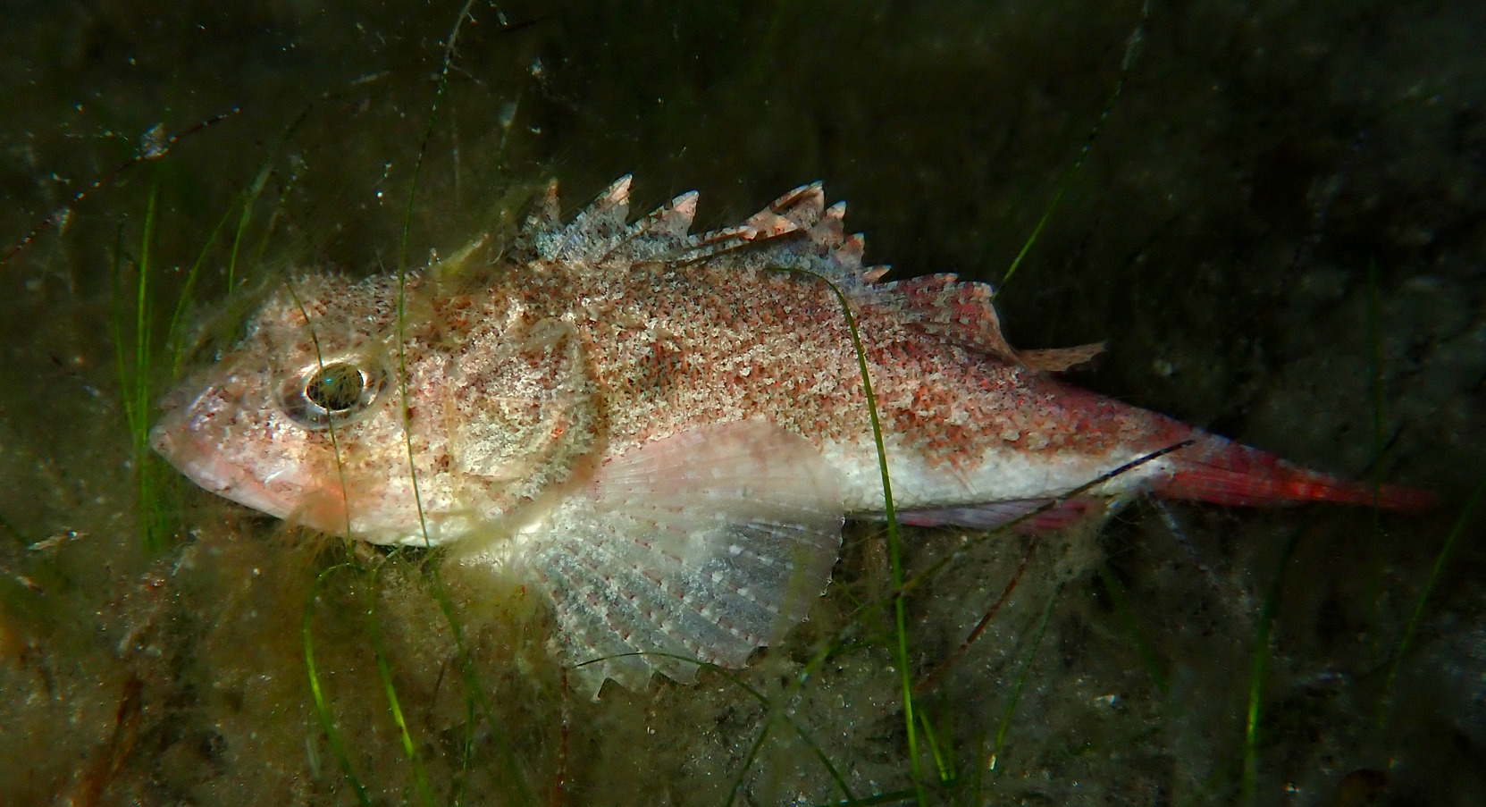 Smoothhead Scorpionfish photo 3