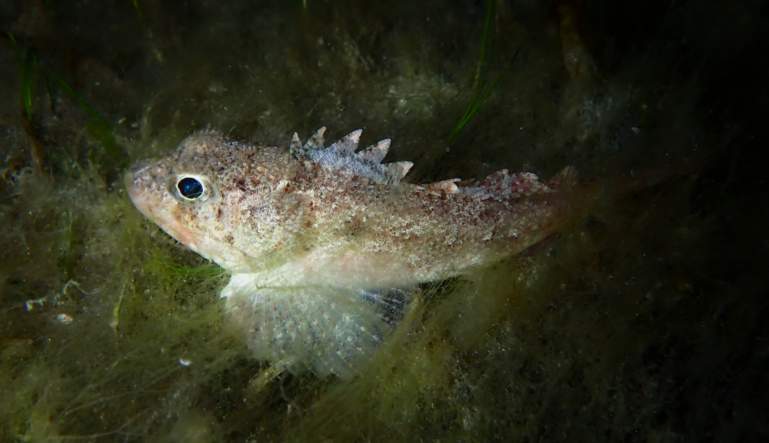 Smoothhead Scorpionfish photo 4