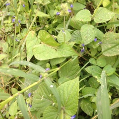 Salvia lasiocephala