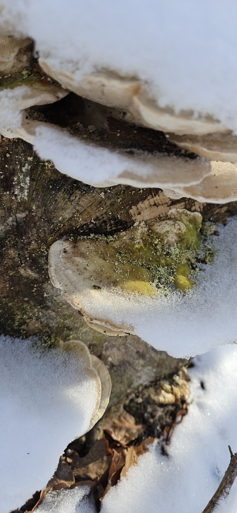 Trametes gibbosa · February 2026 · photo: © run4 (iNaturalist, cc-by)