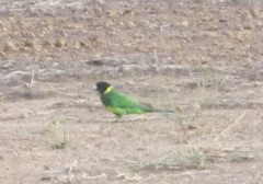 Barnardius zonarius semitorquatus