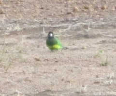Barnardius zonarius semitorquatus