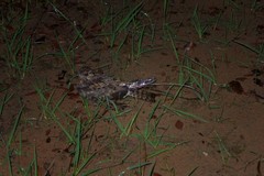 Caprimulgus vexillarius