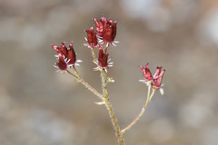 Micranthes porsildiana