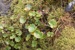 Micranthes porsildiana