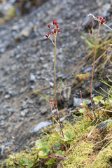 Micranthes porsildiana