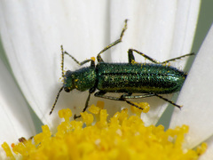 Psilothrix viridicoerulea