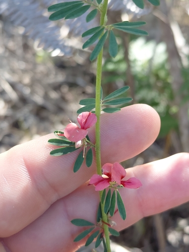 Uniform Indigo (Indigofera stricta)