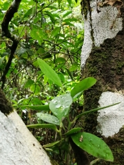 Griselinia lucida