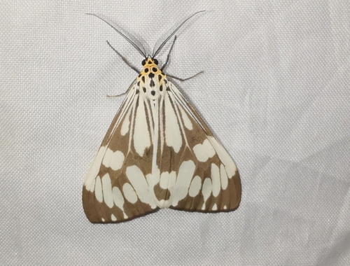 Marbled White Moth