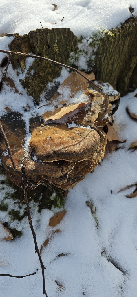 Ischnoderma resinosum · February 2026 · photo: © run4 (iNaturalist, cc-by)
