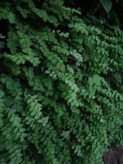 Adiantum deflectens