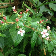 Monochaetum floribundum