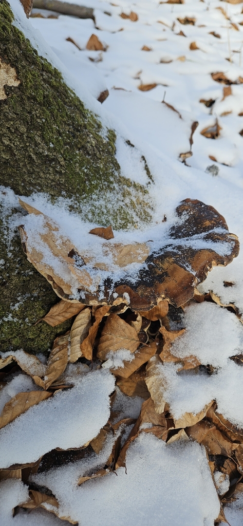 Ischnoderma resinosum · February 2026 · photo: © run4 (iNaturalist, cc-by)