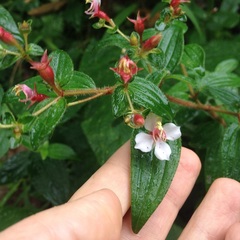 Monochaetum floribundum