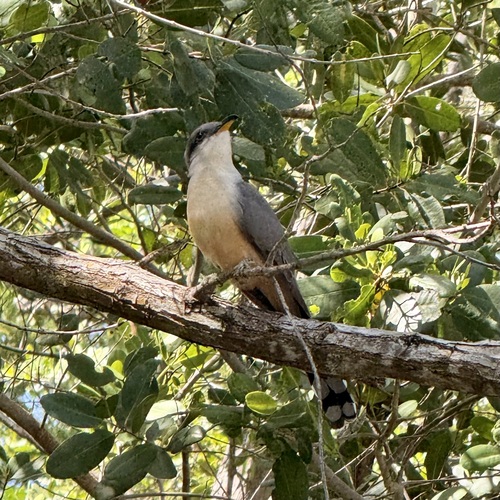 Mangrove Cuckoo (Coccyzus minor), photo 7