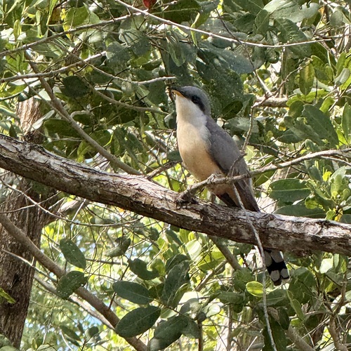Mangrove Cuckoo (Coccyzus minor), photo 8
