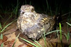 Caprimulgus vexillarius