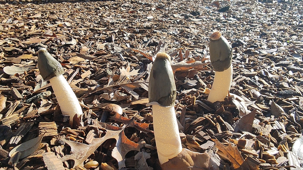 Phallus ravenelii · February 2026 · photo: © izzydadriver (iNaturalist, cc-by)