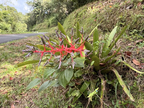 Aechmea dichlamydea, photograph 2