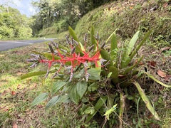 Aechmea dichlamydea, photograph (c) Sue Carnahan, some rights reserved (CC BY)