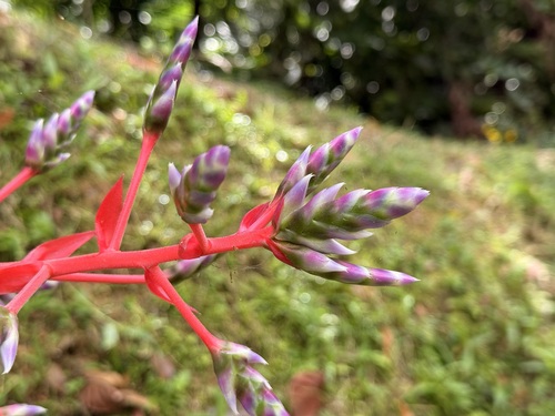 Aechmea dichlamydea, photograph 3