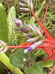 Aechmea dichlamydea