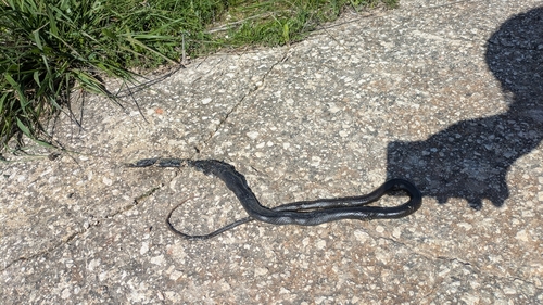 Large Whip Snake