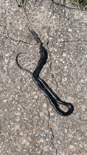 Large Whip Snake