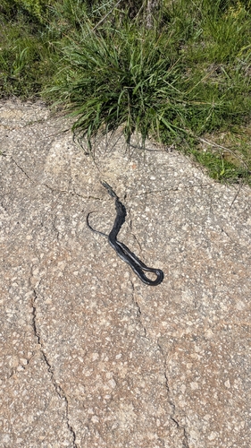 Large Whip Snake