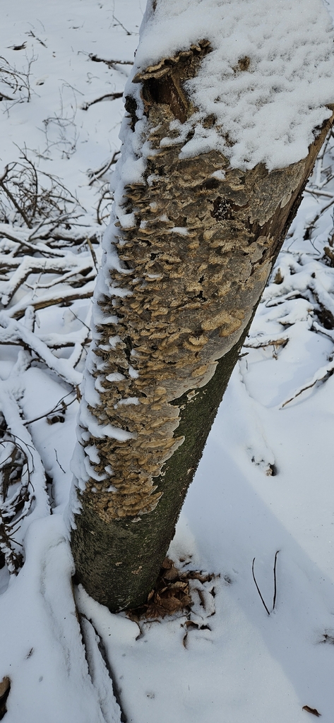 Bjerkandera adusta · February 2026 · photo: © run4 (iNaturalist, cc-by)