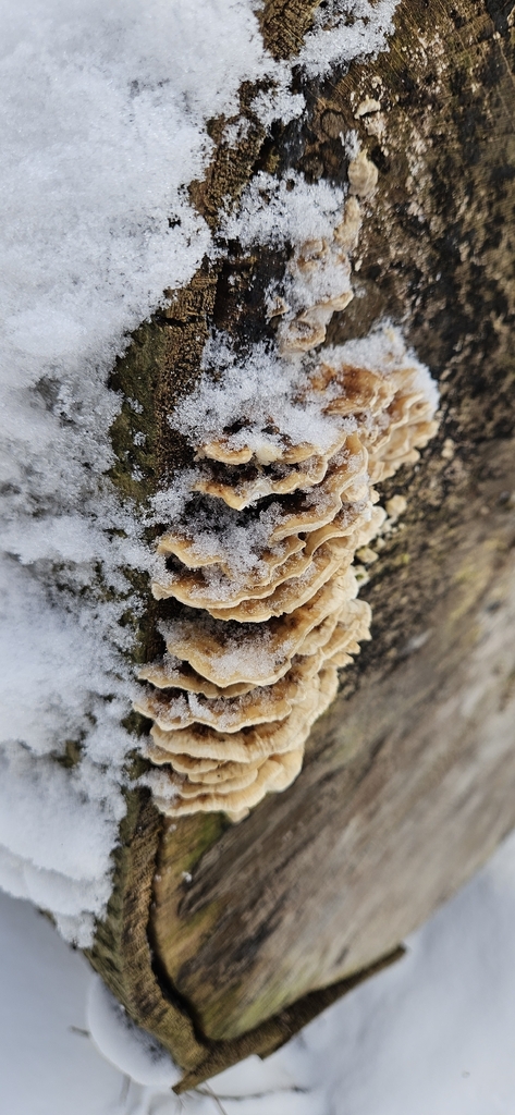 Trametes ochracea · February 2026 · photo: © run4 (iNaturalist, cc-by)