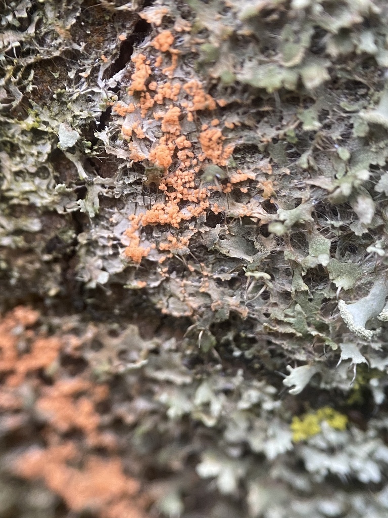 Erythricium aurantiacum · February 2026 · photo: © katharinegk (iNaturalist, cc-by)