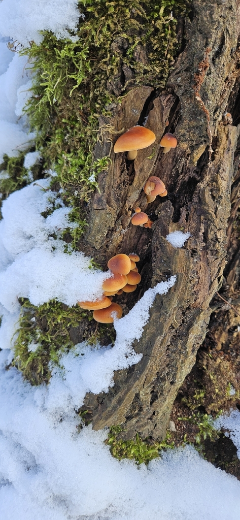 Flammulina · February 2026 · photo: © run4 (iNaturalist, cc-by)