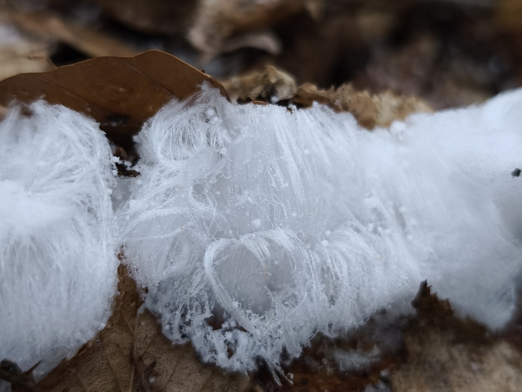 Exidiopsis effusa · February 2026 · photo: © arthur_haendler (iNaturalist, cc0)