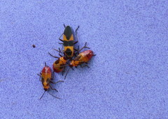 Oncopeltus cingulifer