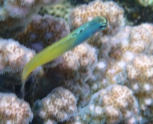 Plagiotremus townsendi observed 2026-01-28